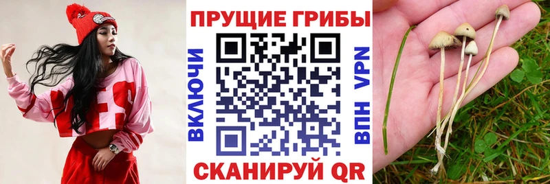 Псилоцибиновые грибы Cubensis  цены наркотик  Сосновый Бор 